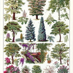 Tree botanical poster 1936 Vintage Botanical art Tree print vintage French country decor, small poster. Trees wall art pictures of gardens