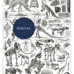 May include: A vintage scientific illustration featuring various fossilized creatures, including dinosaurs, trilobites, and ammonites. The image is labeled "PALÉONTOLOGIE" and includes the word "DIGITAL".