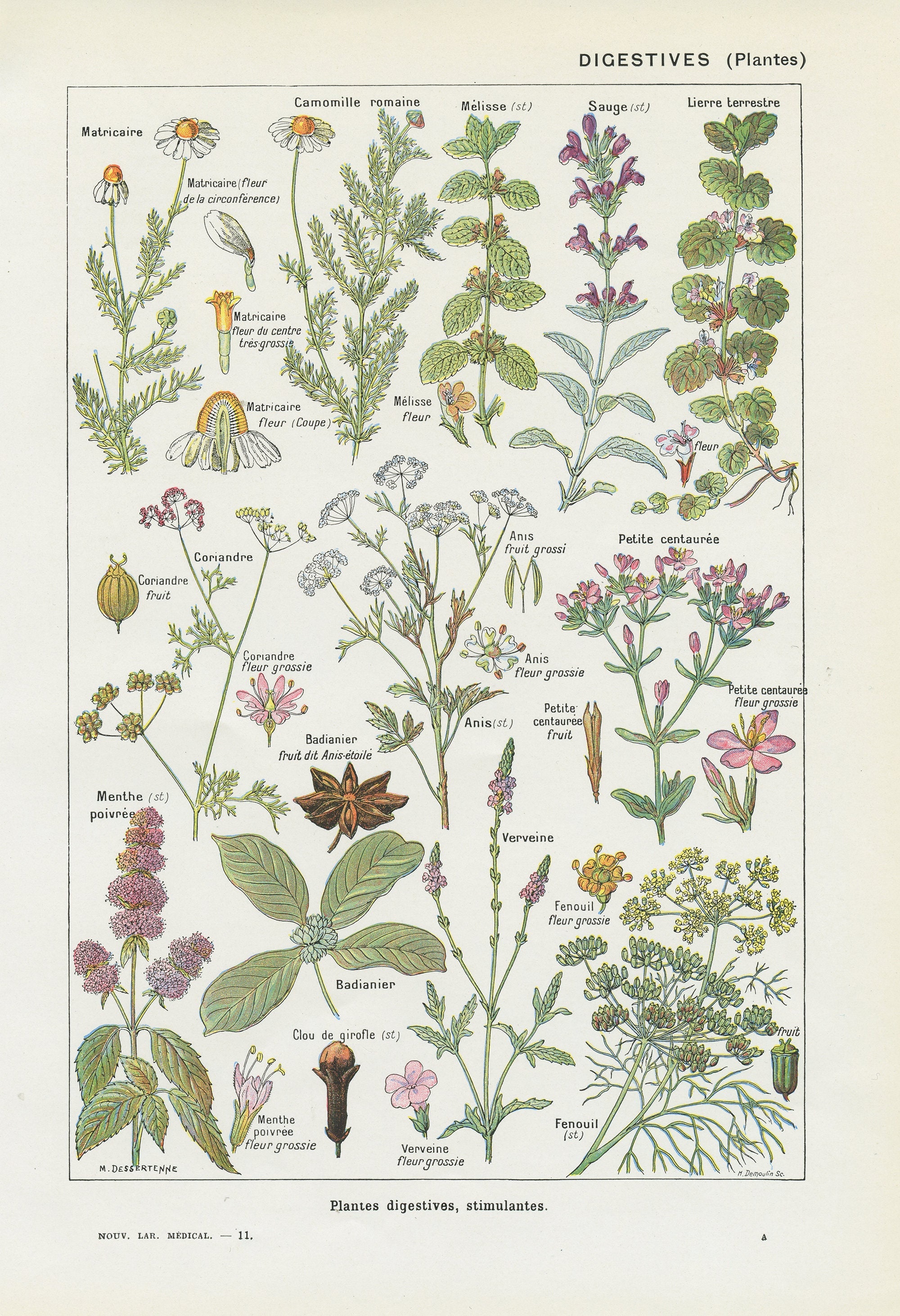 Plantes Digestives 1962 Vintage. Petit Poster de Plantes Médicinales Cadeau Plantes. Décoration Herb