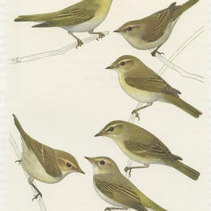 May include: An illustration of six small birds, each perched on a thin branch. The birds are primarily olive green and brown, with varying shades and patterns. The artwork has a vintage, botanical illustration style, with detailed depictions of the birds' feathers and features.
