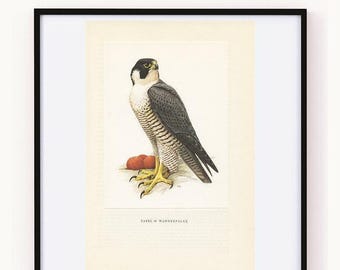 Falcon print Vintage, 1959 bird poster, Bird print, peregrine falcon, Vintage bird art Bird print Vintage Falcon art Falcon poster cabincore