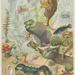 1897 Vintage Sea poster Oceanography poster Marine poster Vintage sea life art Antique Sea decor Marine decor classroom decor