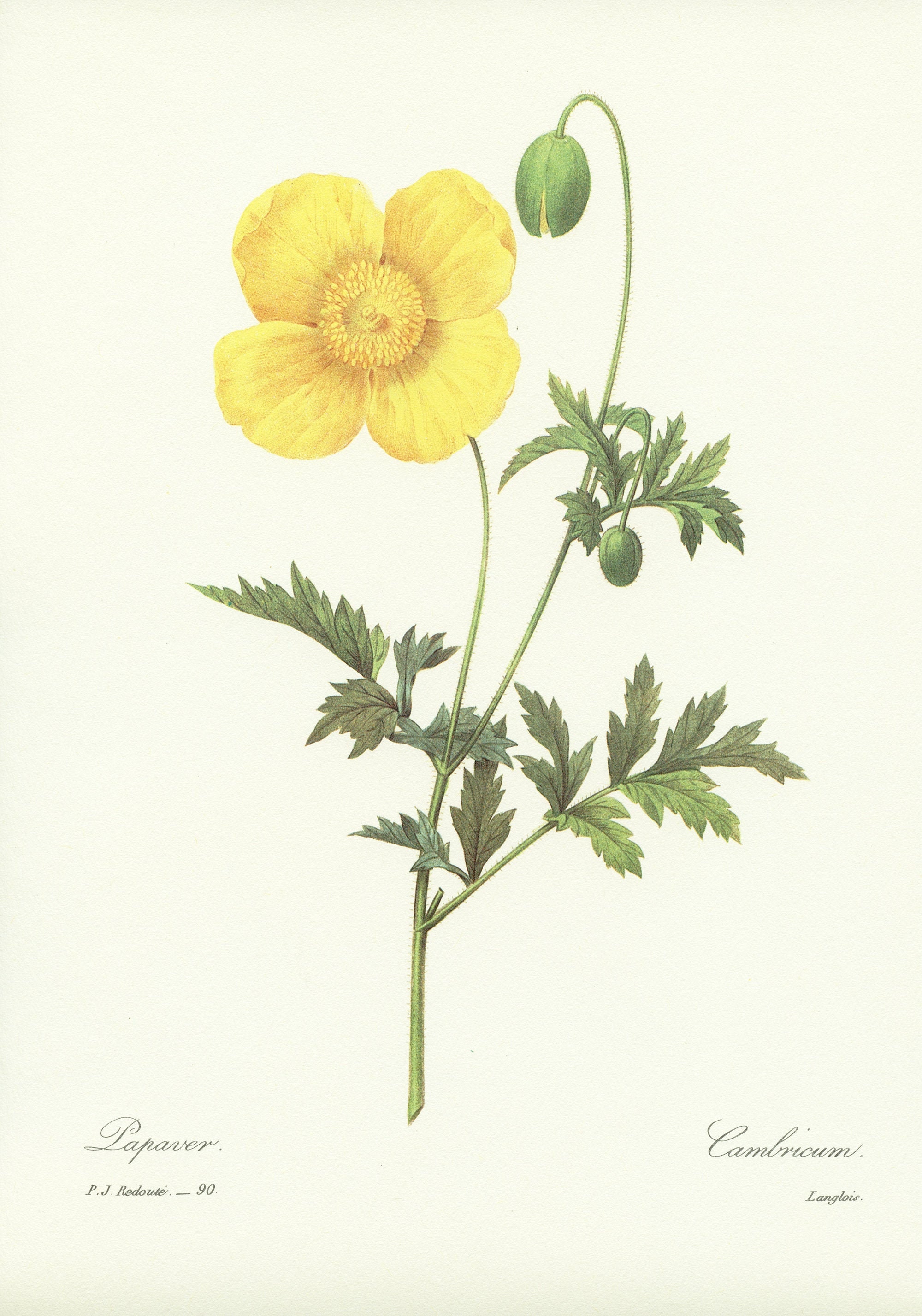 1986 Illustration Botanique de Pavot Jaune. Peinture Redouté Déco Florale Cuisine Vintage Poster Coq