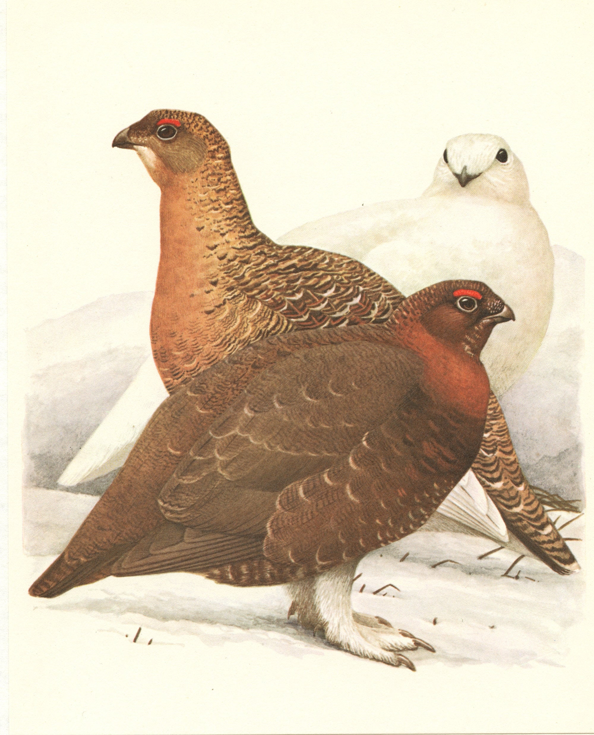 Lagopède d'ecosse et Des Saules 1960. Illustration d'oiseaux Vintage. Petite Affiche Ornithologique.