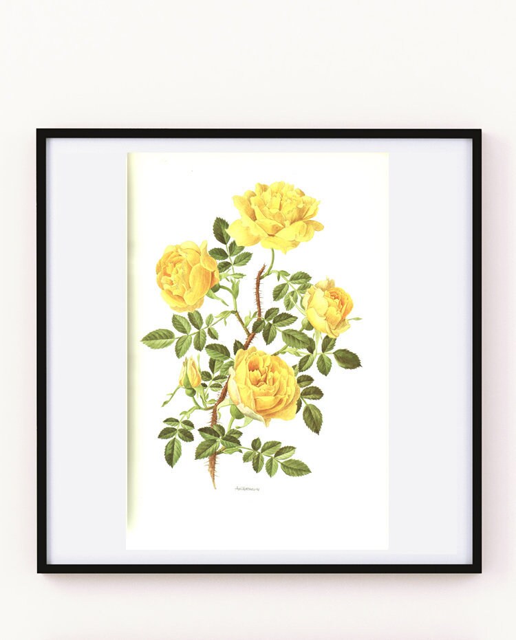1985 Poster de Rose Jaune Vintage Illustration Florale Rosa Foetida Persiana Art Botanique Peinture 