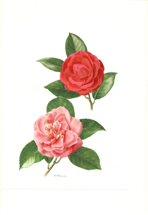1972 Illustration de Camelia Vintage Image Japonica Illustration Botanique Fleurs Roses Rouges Déco 