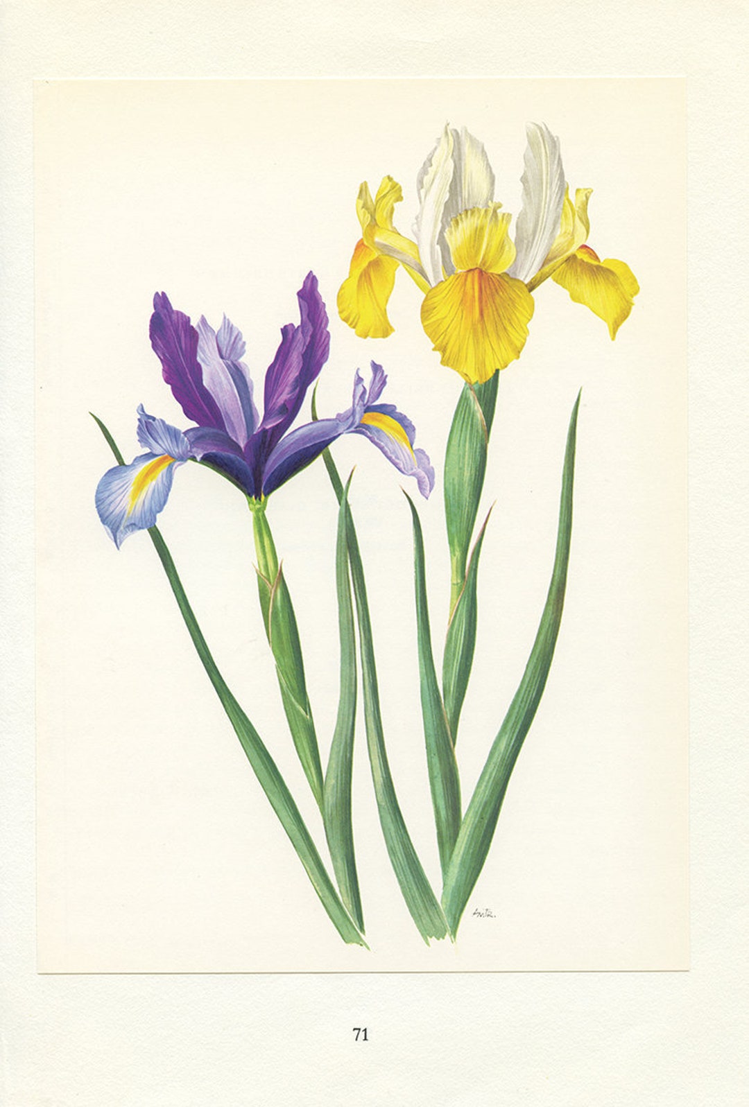 Purple Holland Iris Wall Art Print 1964 Vintage Botanical Art Yellow ...