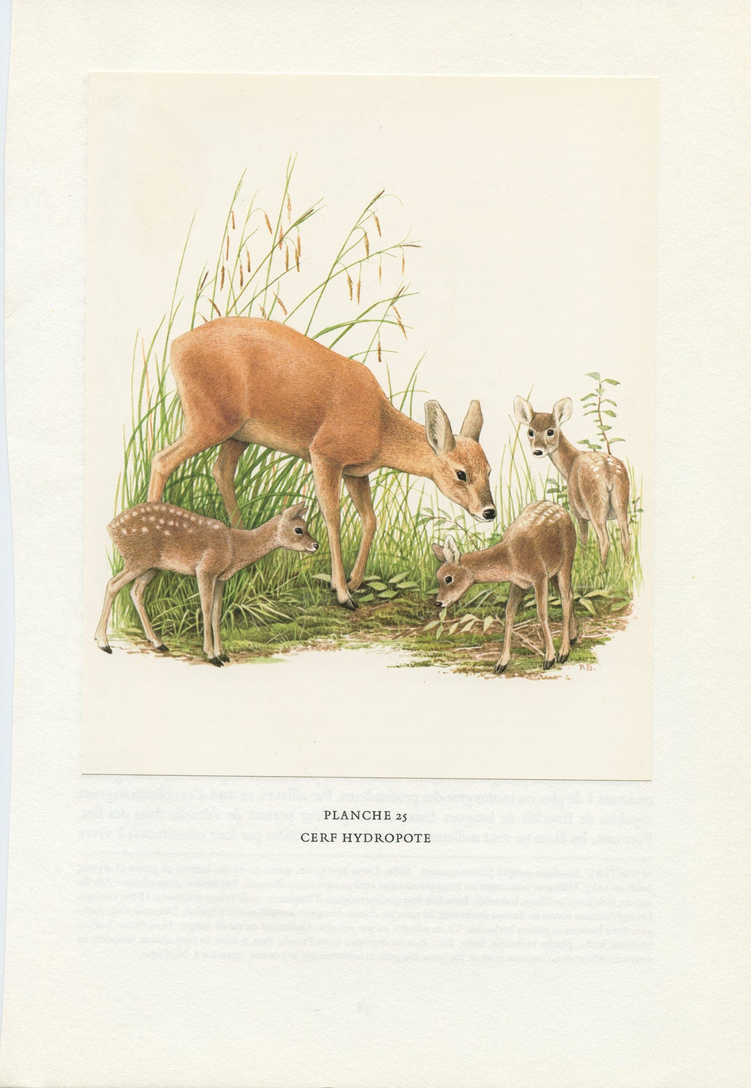 Baby Mom Water Deer Print 1970.vintage Animal Art Doe Poster French ...