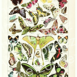 Printable butterfly chart, Butterflies natural history decor, Butterfly instant download, Butterfly printables, Digital paper collage sheet
