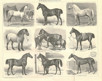 1894 Vintage horse breeds print Horse illustration poster. Horse art. Equine art. German vintage print horse gifts. Antique Horse decor