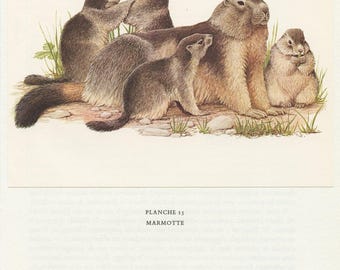 1970 Vintage Alpine marmot animal print for Alpine wildlife cabincore home decor. Small vintage rodent art poster teacher gift grannycore