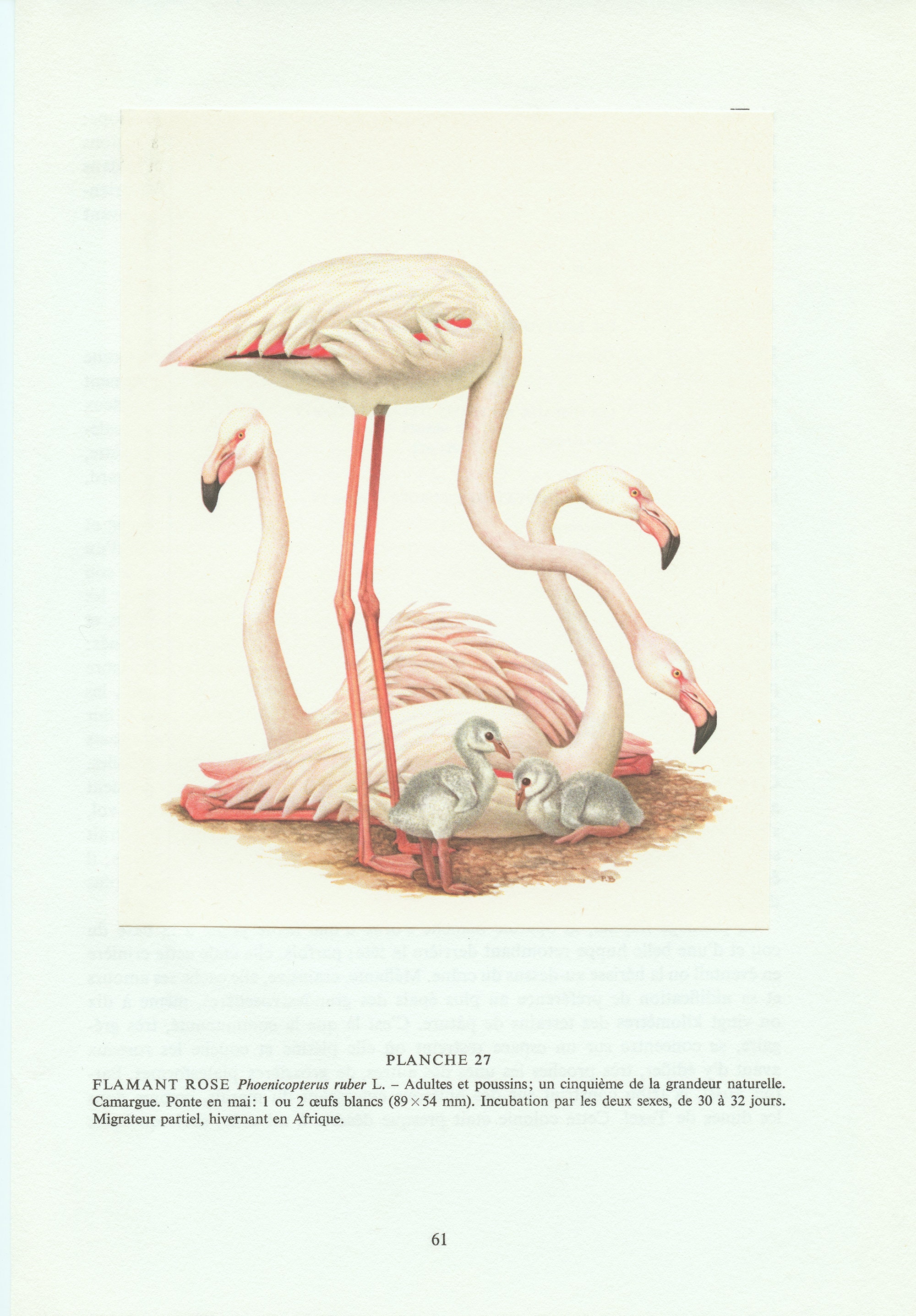 Page De Garde Cahier Poésie Flamand Rose Flamant rose 1962 Affiche de flamants roses vintage Cadeau - Etsy France