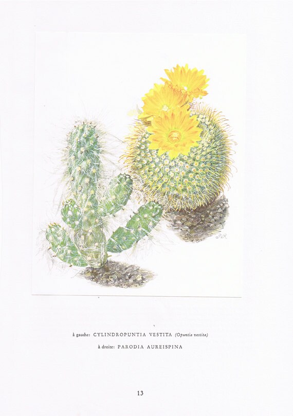 1954 Illustration de Cactus Vintage Parodia Aureispina Cadeau Plantes Art Botanique Déco Nature Bota