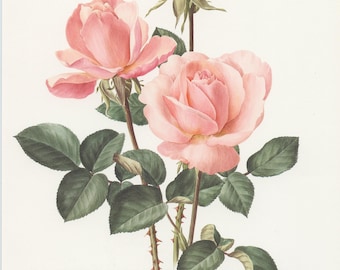 Pale pink Castel Versailles botanical Rose print from 1985. Vintage rose art print, vintage botanical art botanical poster print pink roses