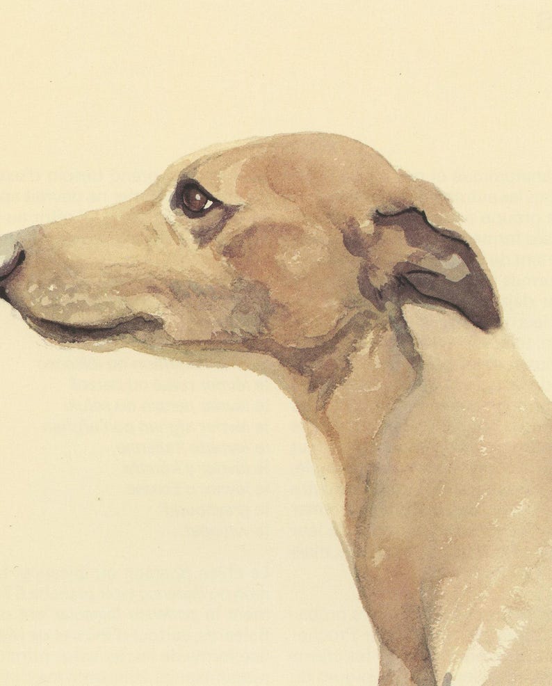 1975 Whippet dog print for vintage Dog home decor. Running dog art, gift for dog owner Racing Dog painting Small art imagen 2