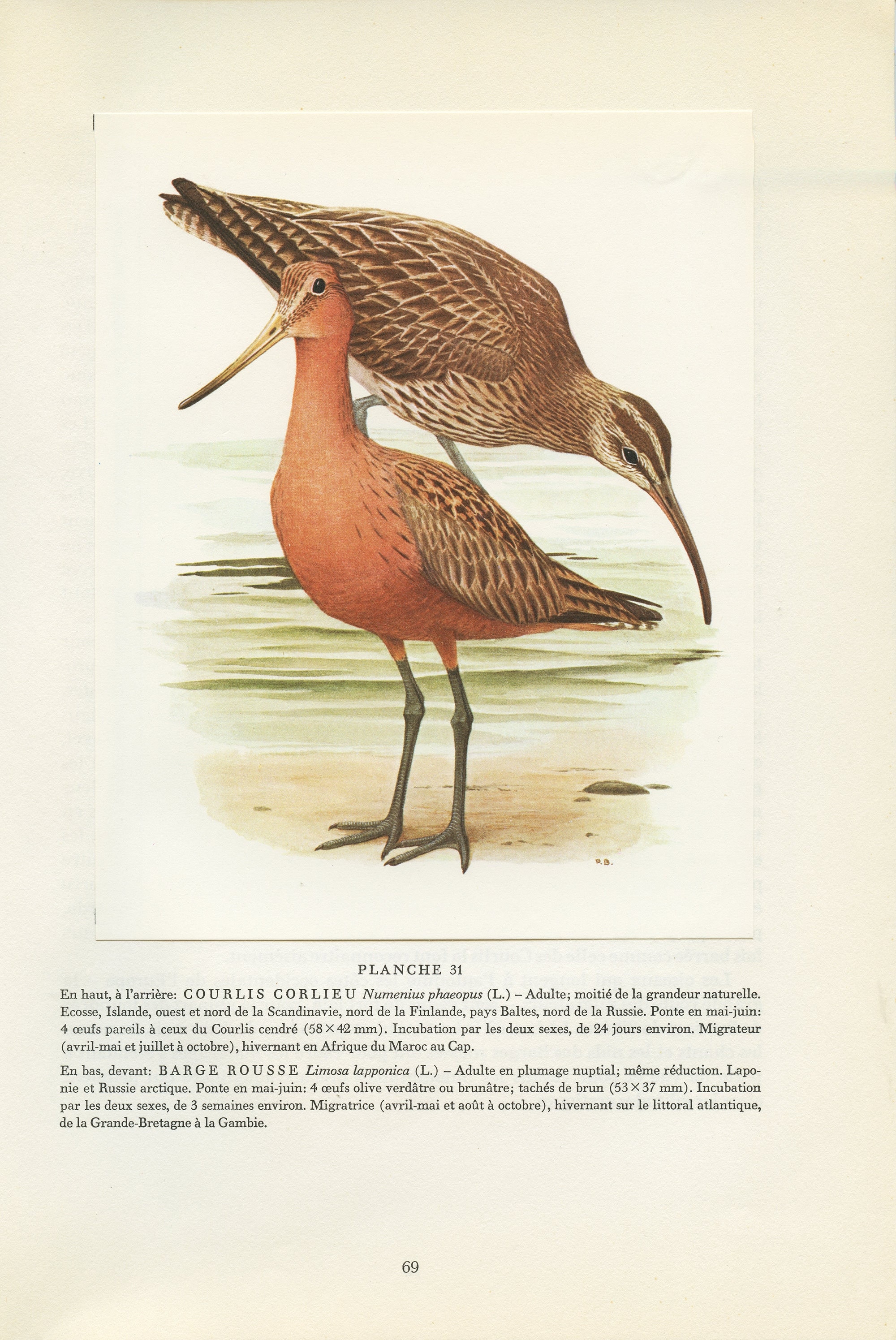 Petite Affiche de Barge Rousse + Courlis Corlieu Vintage 1962 Pour Décoration Murale Ornithologique.