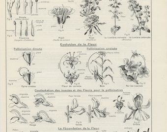 Pollination Botanical plants poster 1938 Antique Flowers fecundation Natural science wall art Classroom Office decor Professor Gift Teacher