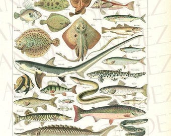 Vintage fish print 1908, Antique fish illustration Vintage fish poster Species of fish sea life Fish decor Fishing decor Vintage fish art