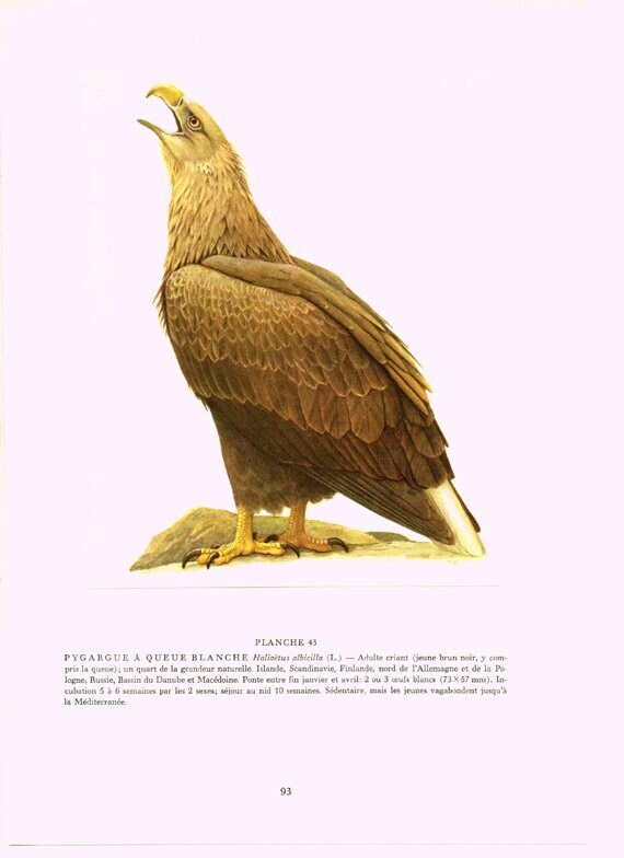 Aigle Pygargue Vintage 1960 Aquarelle d'aigle Illustration Ancienne d'oiseau de Proie Image d'oiseau