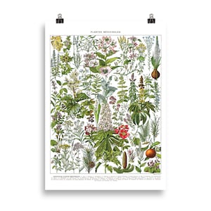 CM Large medicinal plants botanical poster G to Z. Vintage medicinal plants illustration reproduction. French country decor classroom  Herbs