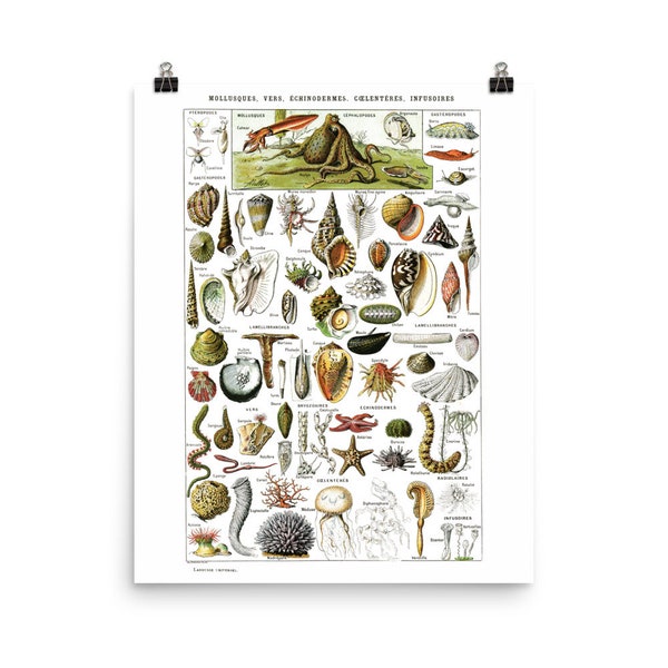 Grand poster de mollusques. Reproduction de planche biologie 1922. Décoration mer plage marine. Cabine de plage Cadeau pour biologiste marin