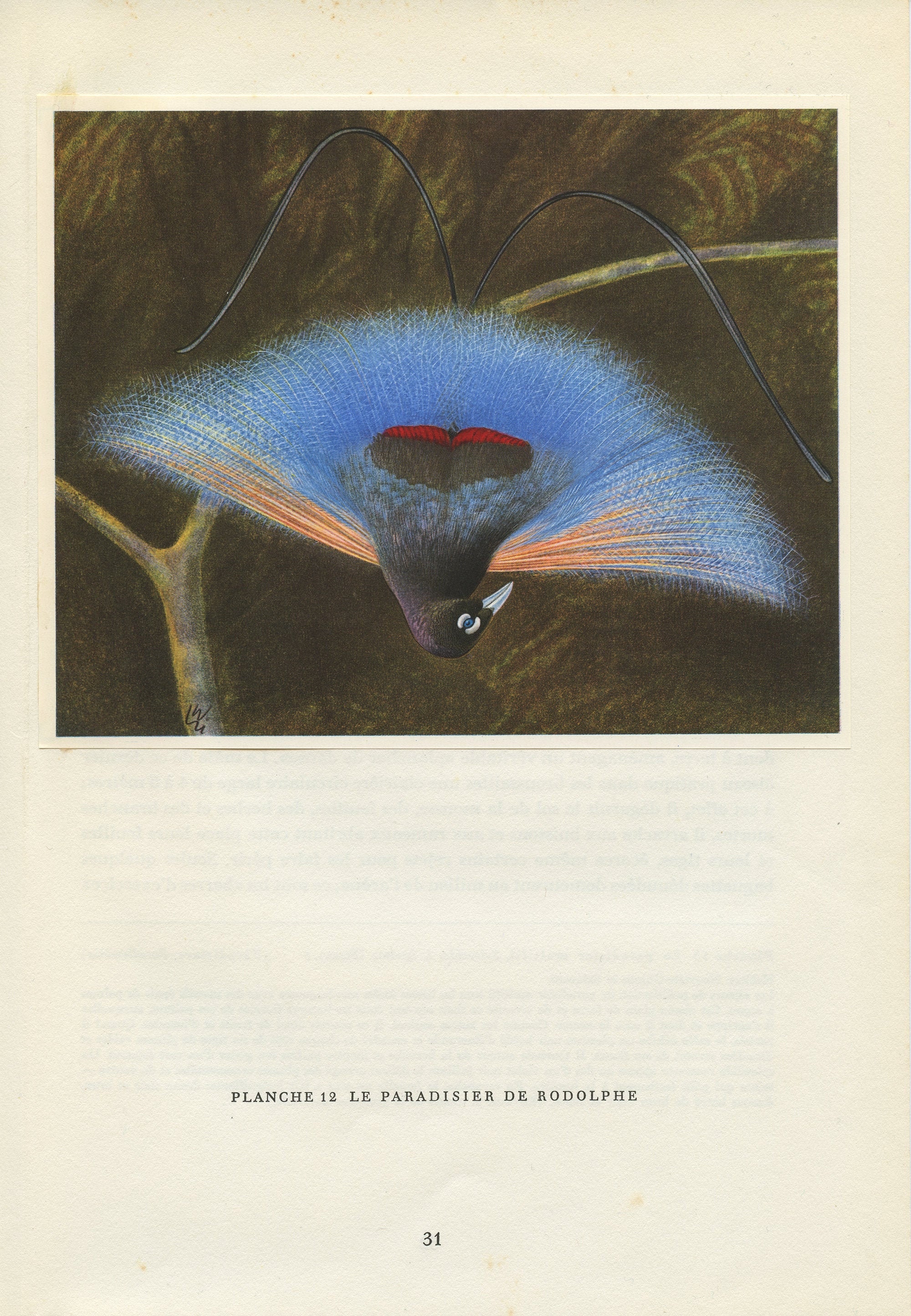 Illustration de Paradisier Rodolphe 1961 Vintage. Illustration Rétro d'oiseau Tropical. Décoration O