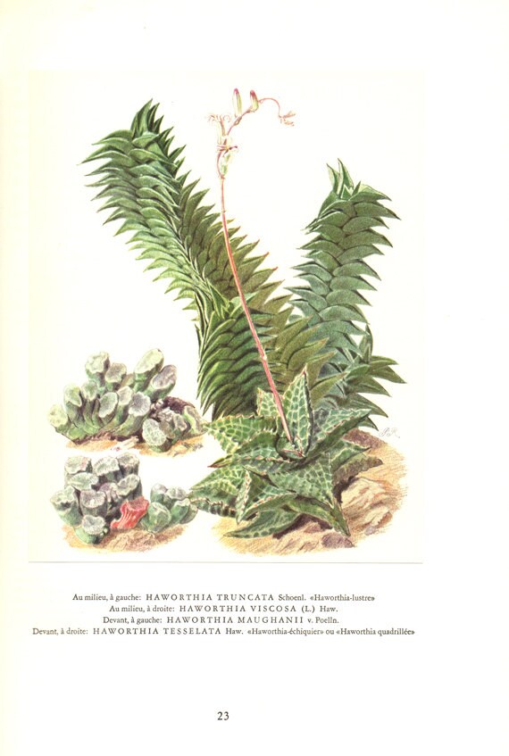 1958 Illustration de Plantes Grasses Vintage Haworthia Truncata Succulentes Cadeau Art Botanique Déc