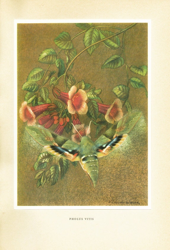 1950 Illustration de Papillon Vintage Pholus Vitis Eumorpha Poster Papillons Image Déco Papillons