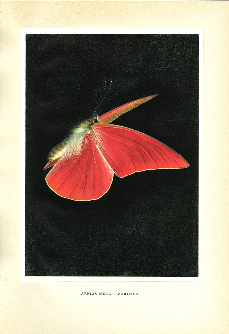 1950 Illustration de Papillon Tropical Vintage Appias Nero-Zarinda Papillon Rouge Image Cadeau Entom