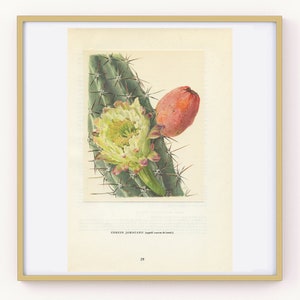 Cereus Jamacaru cactus print 1954. Mandacaru vintage cactus art. Botanical print Cactus wall art. Desert decor Peruvian cactus poster, image 3