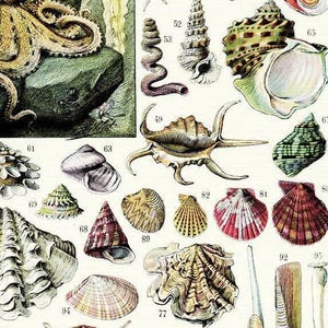 Vintage molluscs print, 1936 Seaside decor, Antique beach decor, Vintage sea shell art, Nautical illustration, Vintage coastal decor imagen 2