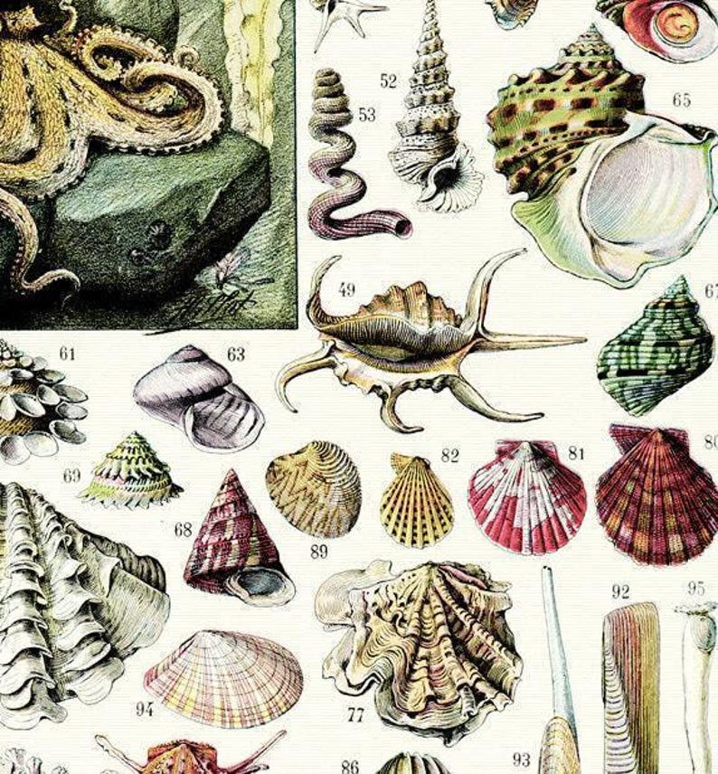 Vintage molluscs print, 1936 Seaside decor, Antique beach decor, Vintage sea shell art, Nautical illustration, Vintage coastal decor imagen 2