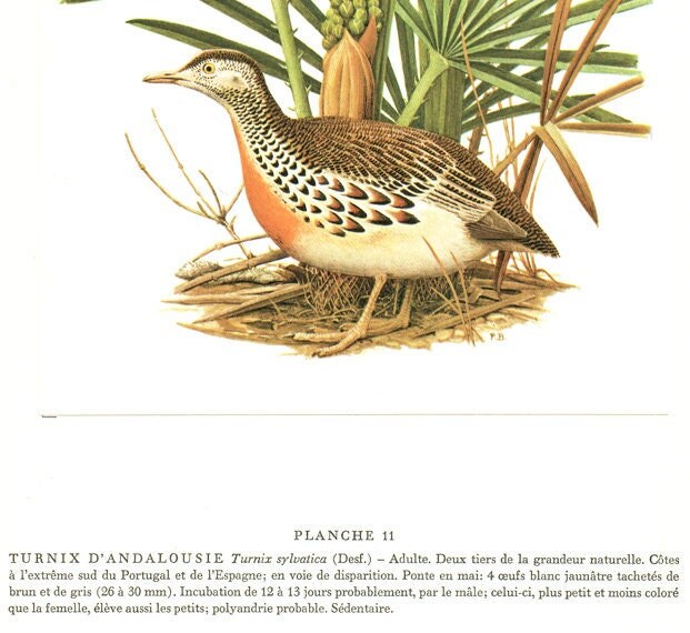 Turnix Vintage 1960 Illustration de Turnix d'andalousie Illustration Ancienne d'oiseau Image d'oisea