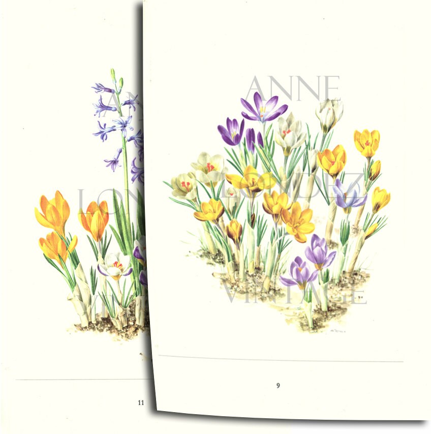 2 Illustrations Florales Vintage Ancienne Crocus & Jacinthes 1950 Décoration Florale Déco Fleurs