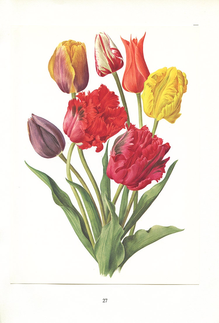 1972 Illustration de Tulipes Vintage Aquarelle Fleurs Illustration Florale Botanique Peinture Rouges