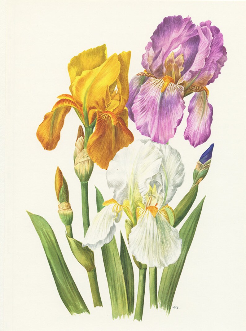 Yellow Iris Wall Art Print 1964 Vintage Botanical Art Purple - Etsy India