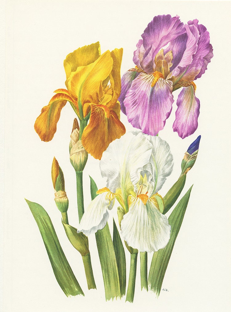 Yellow iris wall art print 1964 Vintage botanical art Purple | Etsy