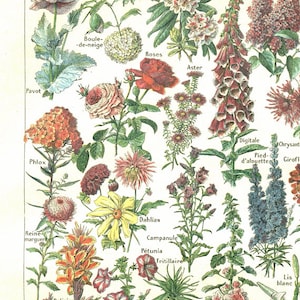 1948 Vintage botanical print for cottagecore grannycore floral home decor. Small cottage garden Flower poster gardener gift French country