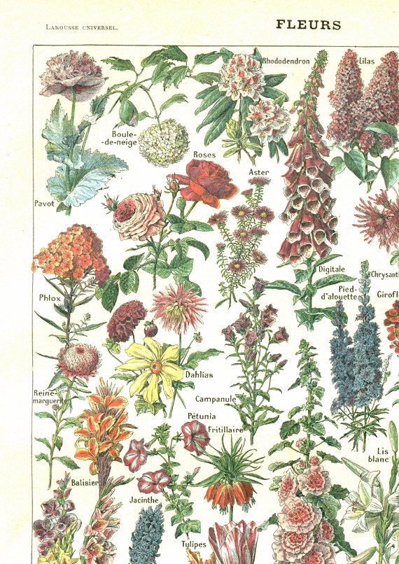 1948 Vintage botanical print Flowers poster antique botanical | Etsy
