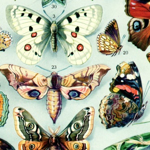 1932 Illustration de papillon vintage Poster de papillon Affiche de papillon Deco papillon Décoration papillon page de dictionnaire français image 2