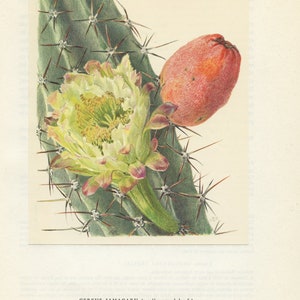 Cereus Jamacaru cactus print 1954. Mandacaru vintage cactus art. Botanical print Cactus wall art. Desert decor Peruvian cactus poster, image 1