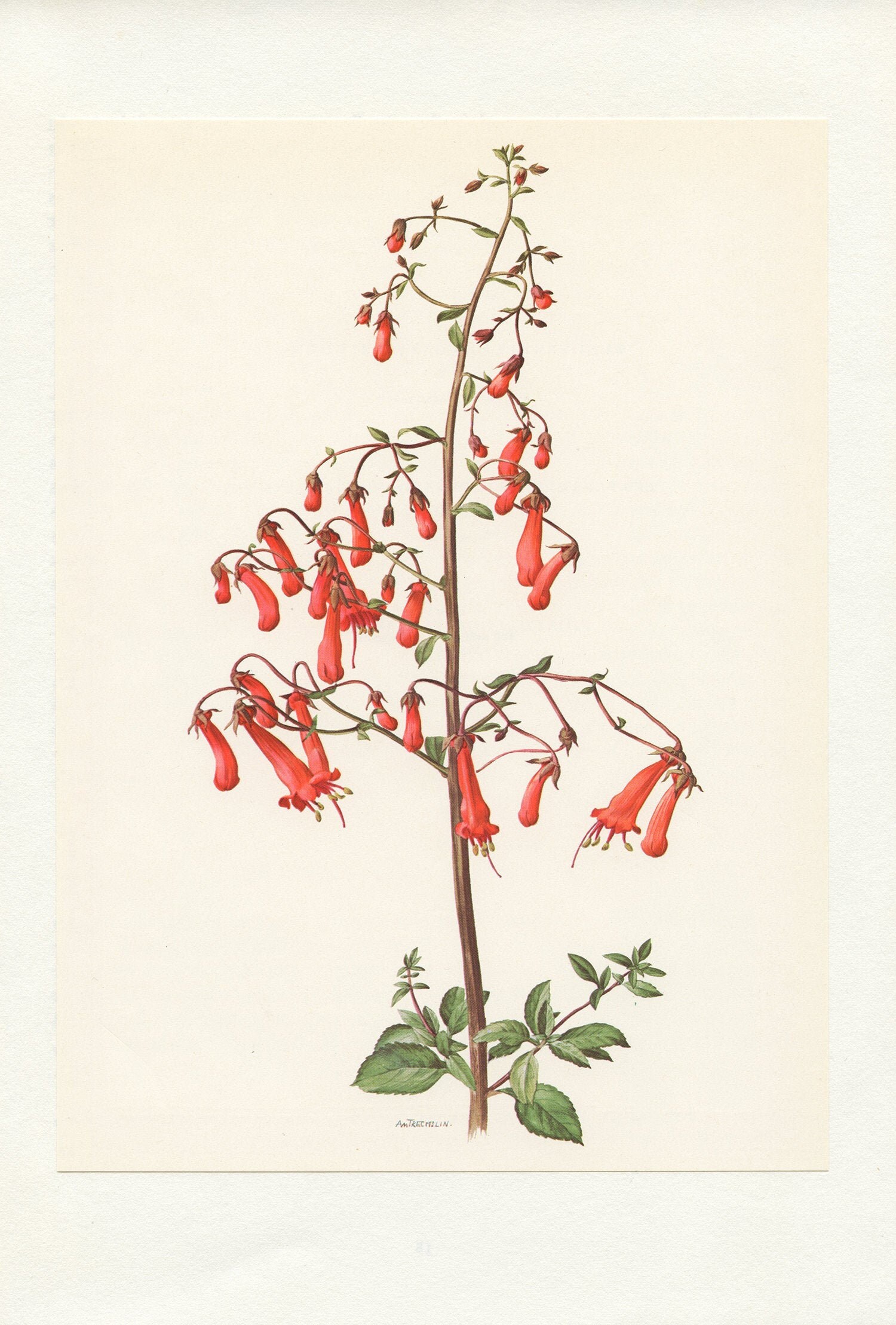 1970 Illustration Botanique de Fuchsia Du Cap Rouge. Petite Affiche Fleurs. Cadeau Pour Botaniste ou