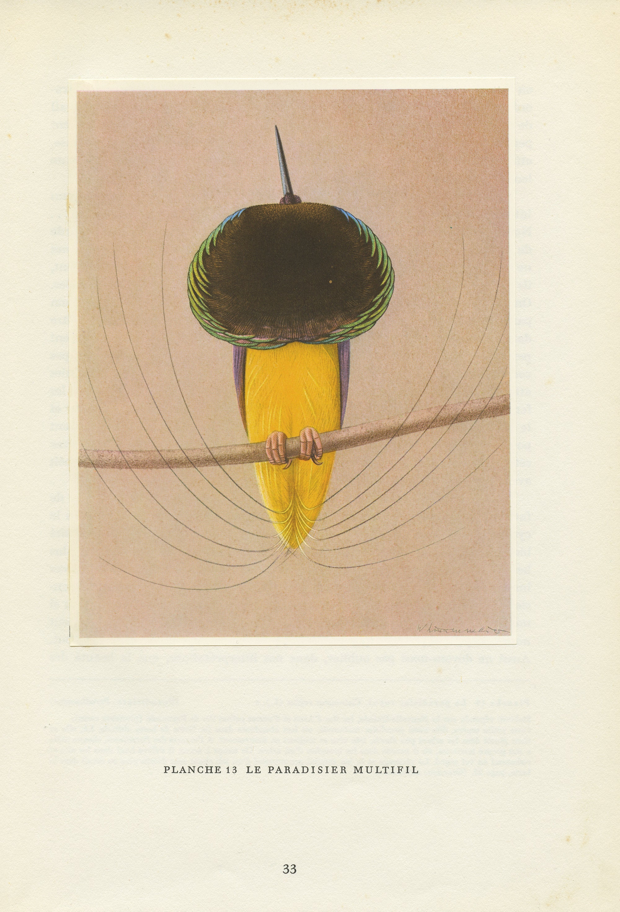 Illustration de Paradisier Multifil 1961 Vintage. Illustration Rétro d'oiseau Tropical. Décoration O