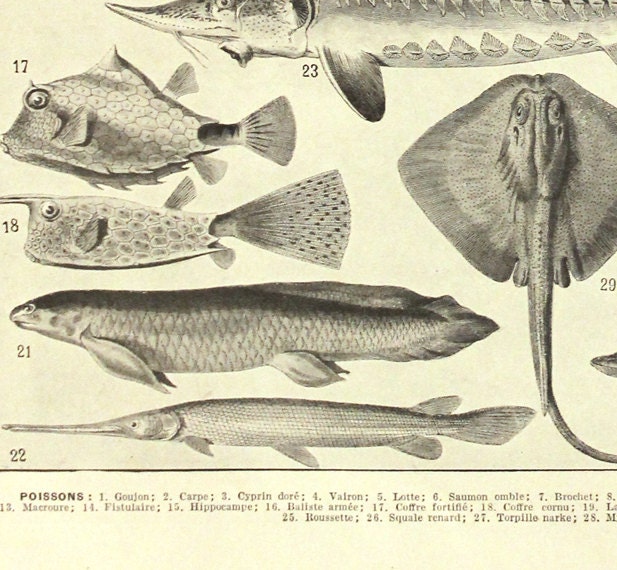 Fish Poster 1936 Vintage Fish Print Vintage Kitchen Decor Fish