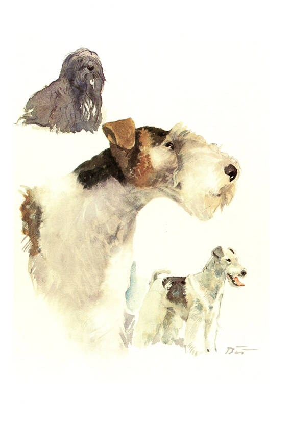 1975 Vintage Illustration de Chien Poster Fox Terrier Du Tibet Cadeau Aquarelle Image Peinture Chien