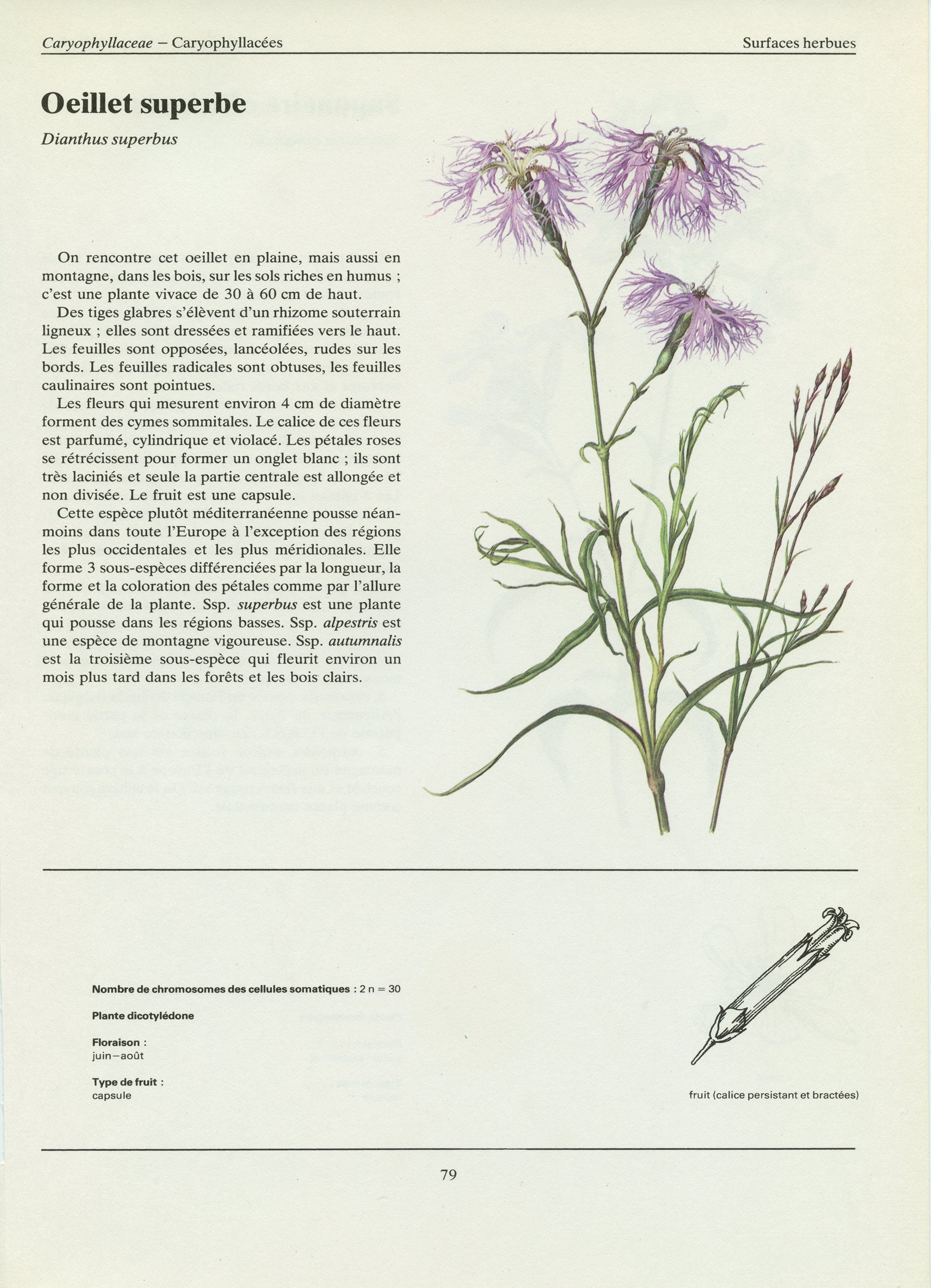 Illustration de Saponaire & Oeille Superbe Plantes Sauvages Vintage 1981. Art Botanique. Cadeau Pour