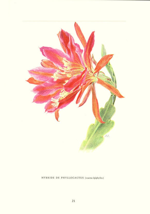 Illustration de Cactus Vintage 1954 Phyllocactus Hybride Rose Cadeau Art Botanique Botaniste Poster 