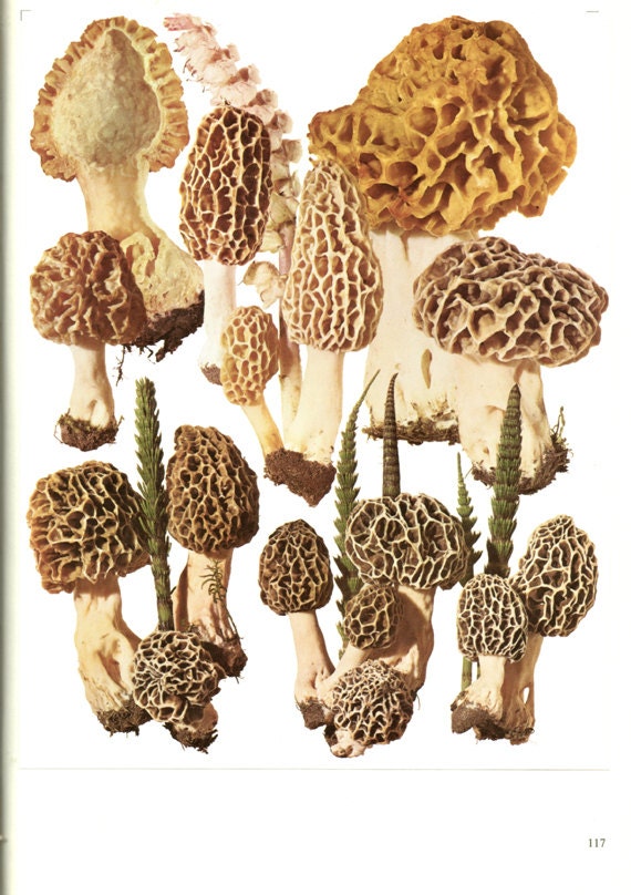Morel Stinkhorn Mushroom Botanical Wall Art From 1972 for Etsy