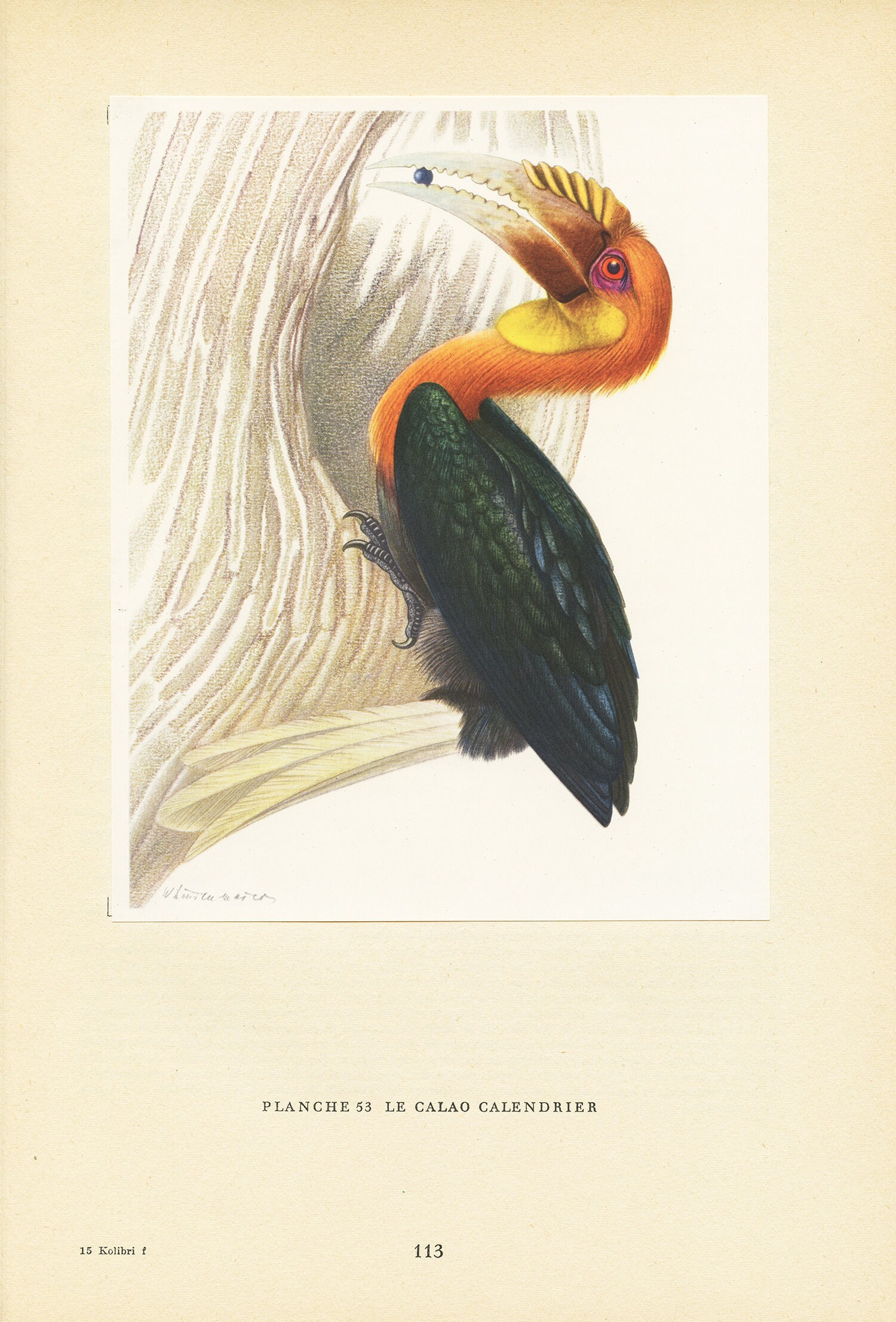 Illustration de Calao Calendrier Vintage 1961. Petite Affiche d'oiseaux Tropicaux. Décoration Oiseau