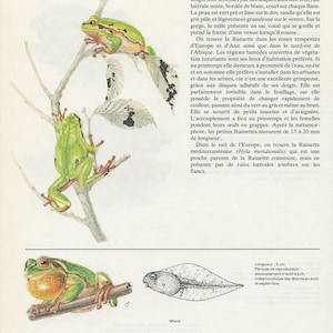 Puede incluir: Una página educativa con ilustraciones de la Hyla arborea, o ranita de San Antón. La imagen muestra ranas en diversas posiciones sobre ramas, una rana con saco vocal, un renacuajo y texto descriptivo en francés sobre la especie.